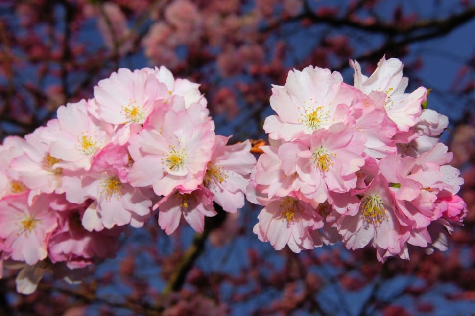 Smell, Japanese Cherry, Cherry Blossom, flower, pink color preview