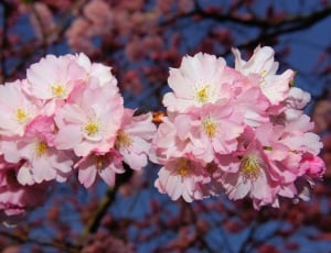 Smell, Japanese Cherry, Cherry Blossom, flower, pink color thumbnail