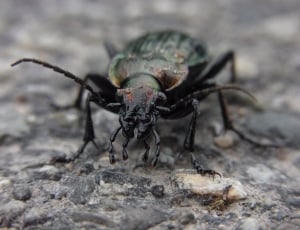black and green beetle thumbnail