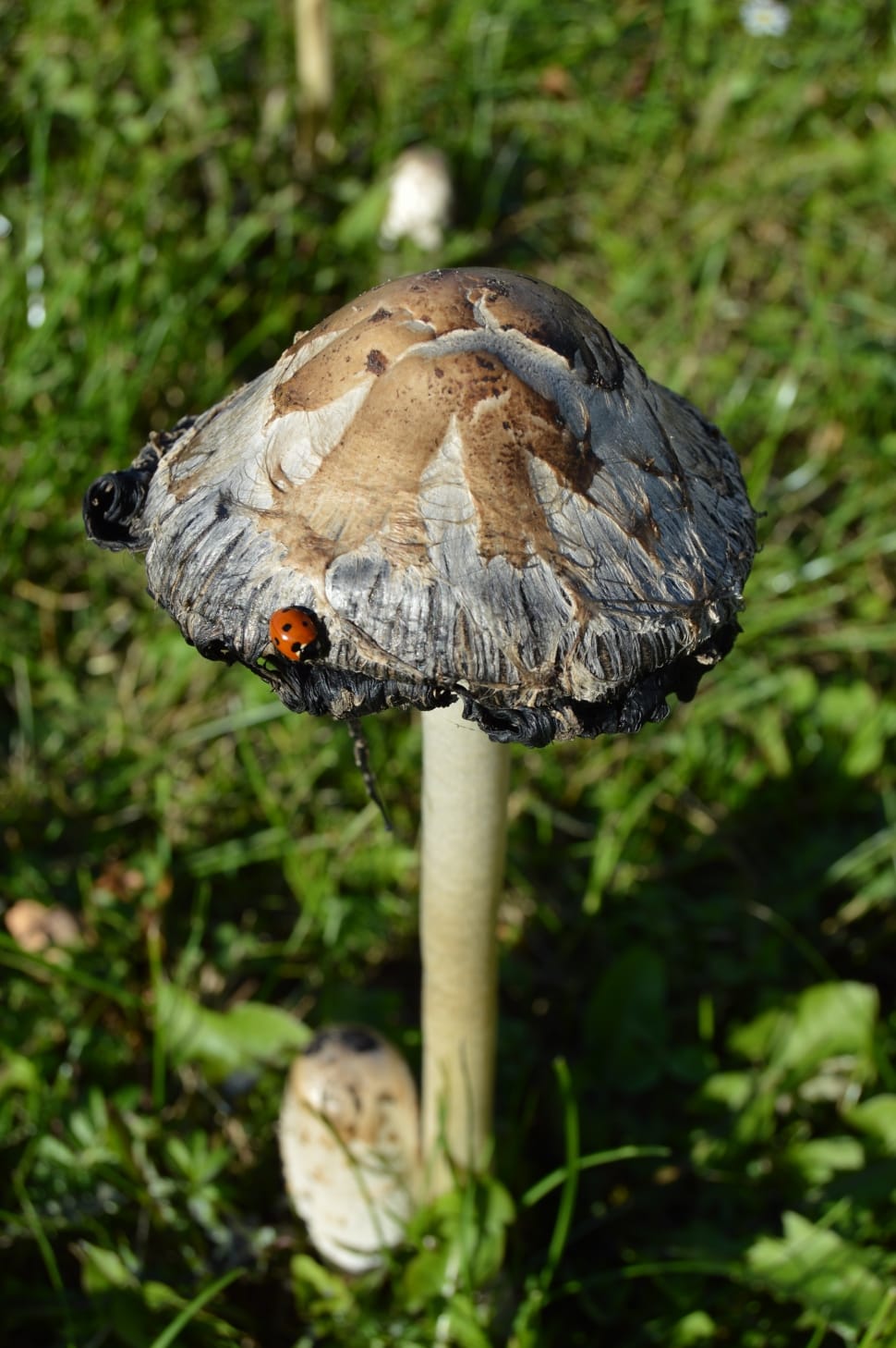 shallow focus of brown, gray and beige mushroom with red and black ladybug during daytime preview