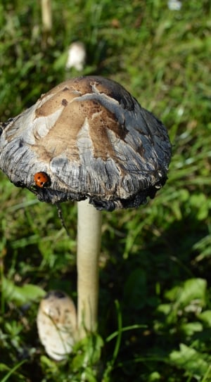 shallow focus of brown, gray and beige mushroom with red and black ladybug during daytime thumbnail