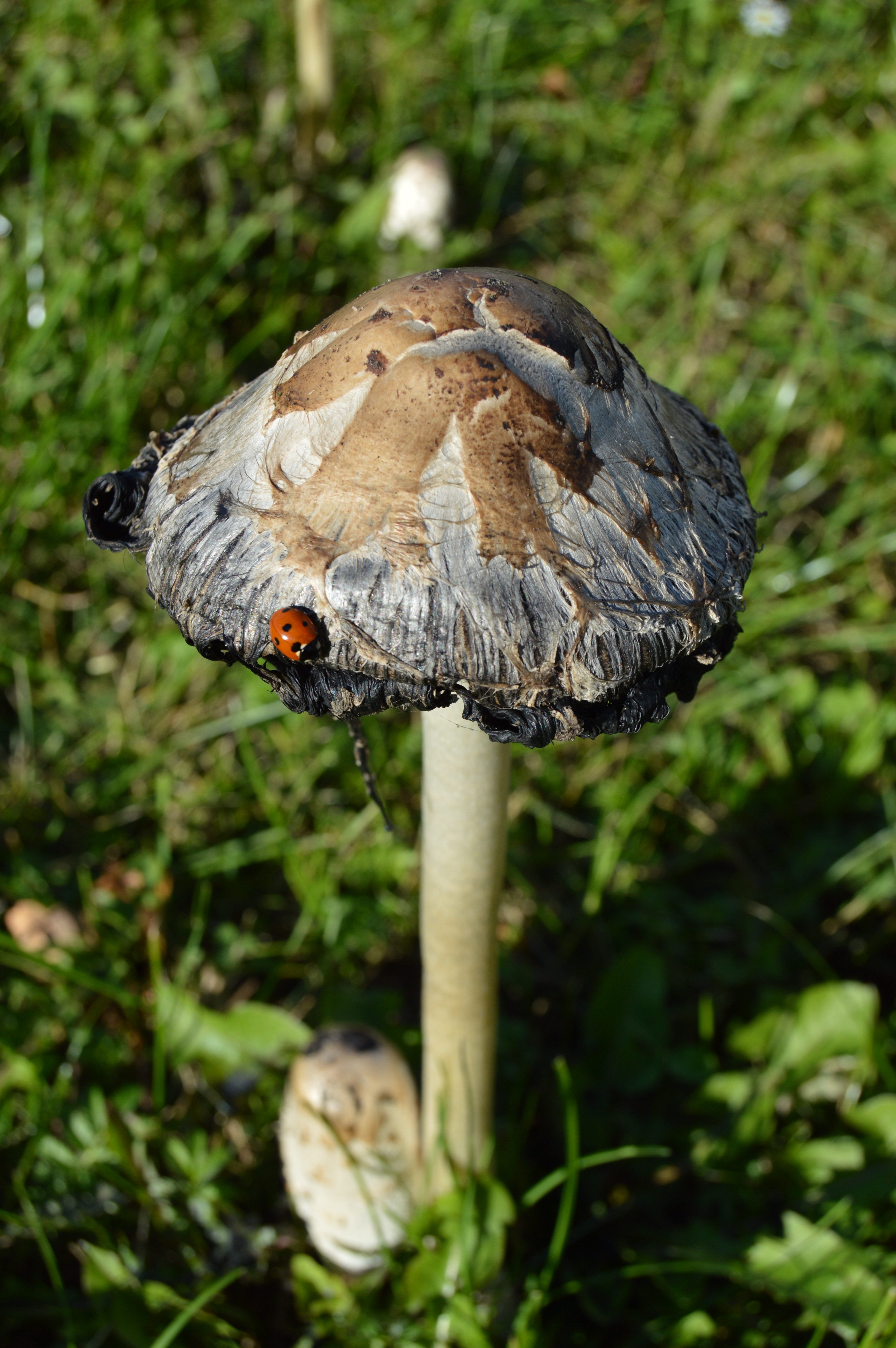 shallow focus of brown, gray and beige mushroom with red and black ladybug during daytime