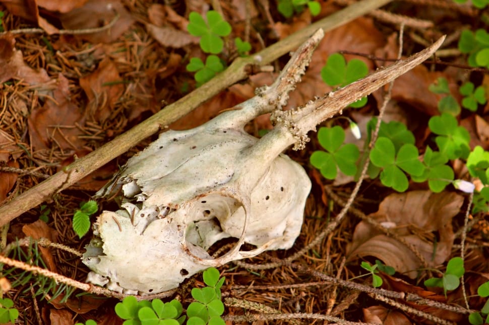 close capture of an animals skull in the forest preview