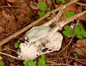 close capture of an animals skull in the forest thumbnail
