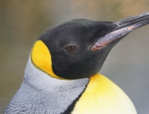 Penguin, Close, Portrait, penguin, one animal thumbnail