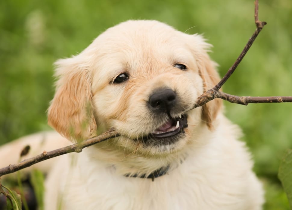 yellow retriever puppy preview