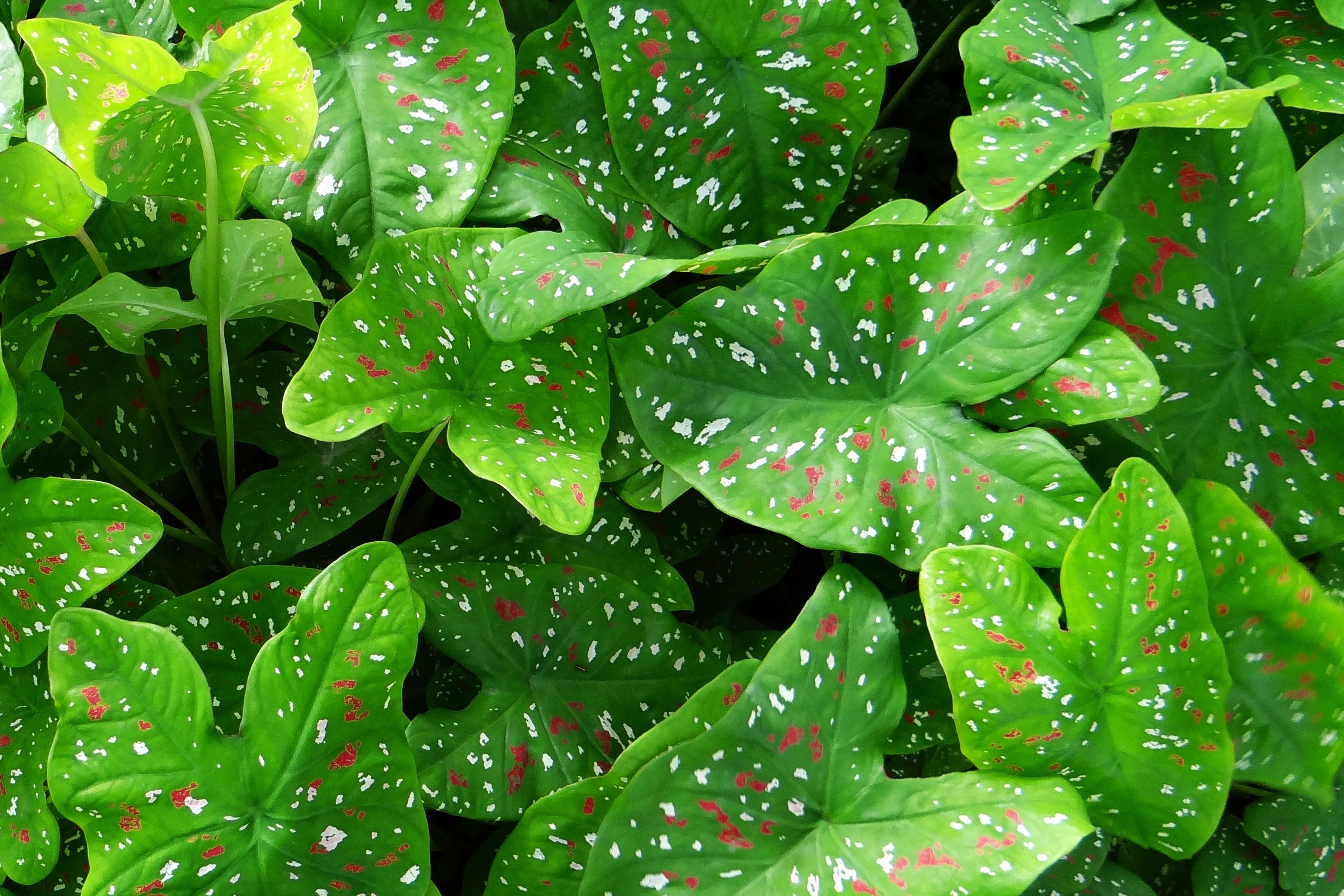 green red and white spotted heart leaf plant