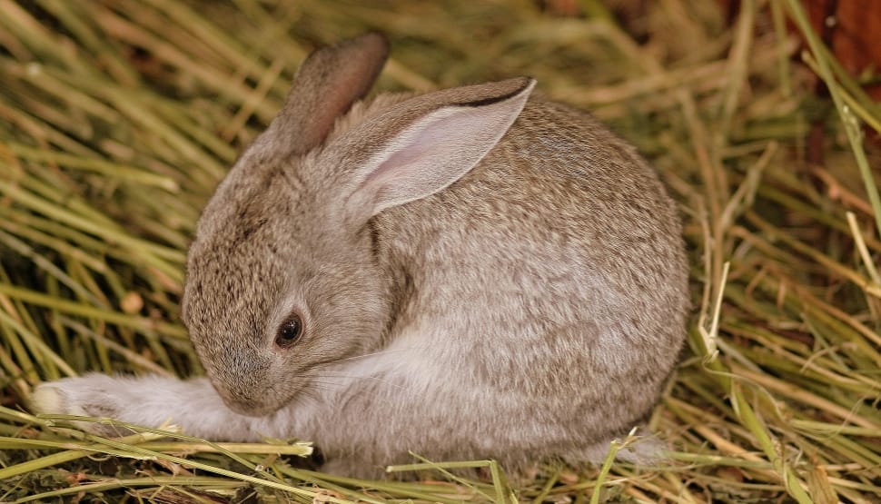 brown and white coated rabbit preview