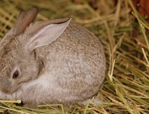 brown and white coated rabbit thumbnail