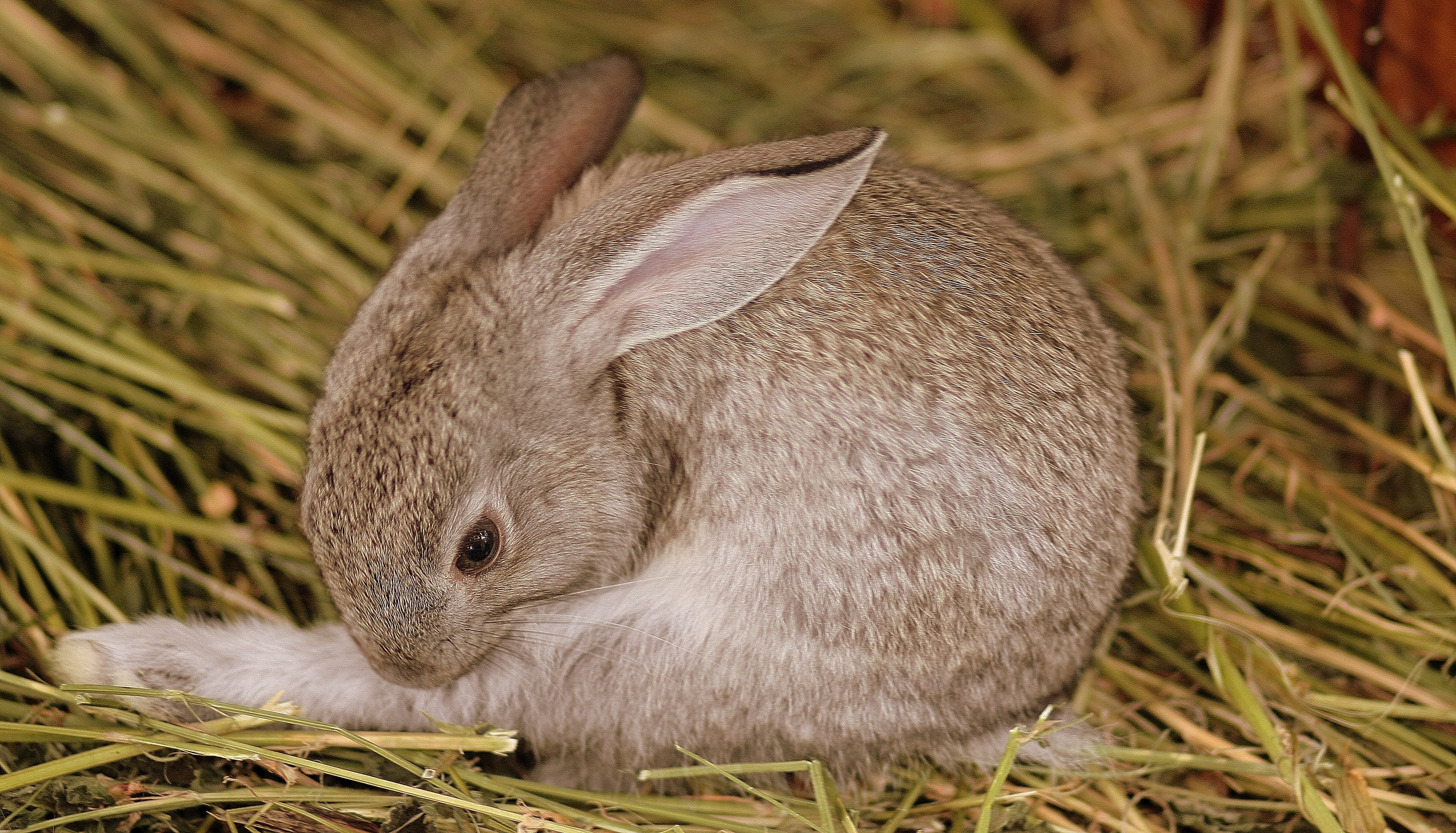 brown and white coated rabbit