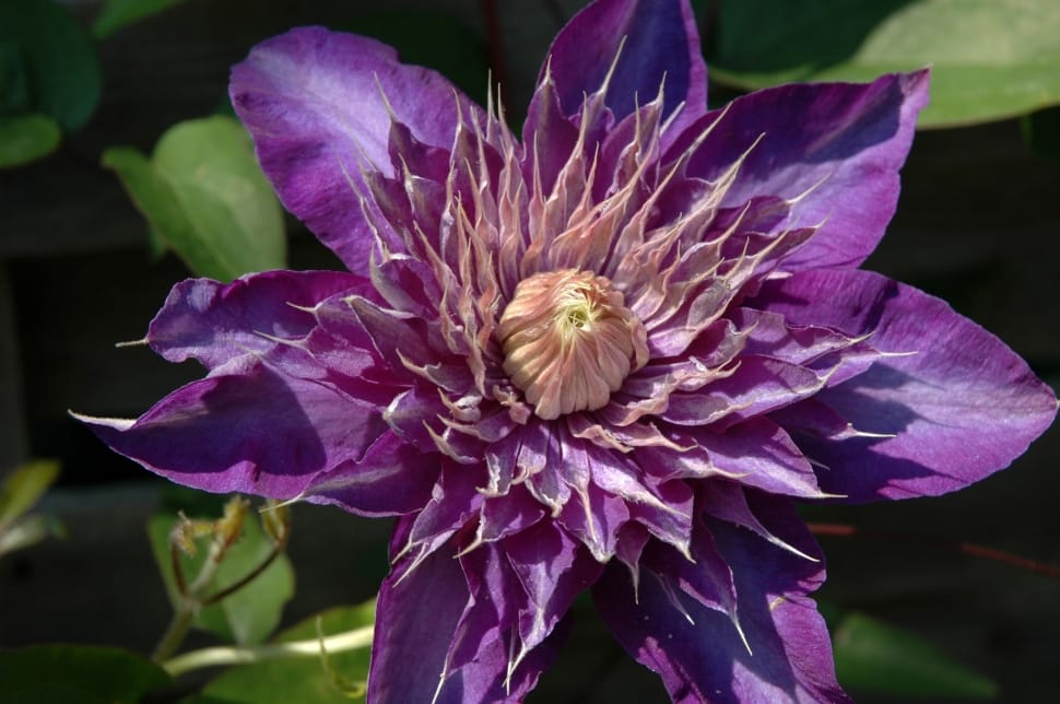 Clematis, Plant, Purple, Nature, Flower, flower, purple preview