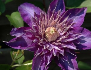 Clematis, Plant, Purple, Nature, Flower, flower, purple thumbnail