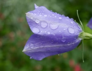 close up focus photo of lavender petaled flower thumbnail