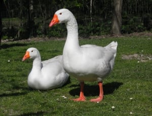 2 white and orange geese thumbnail