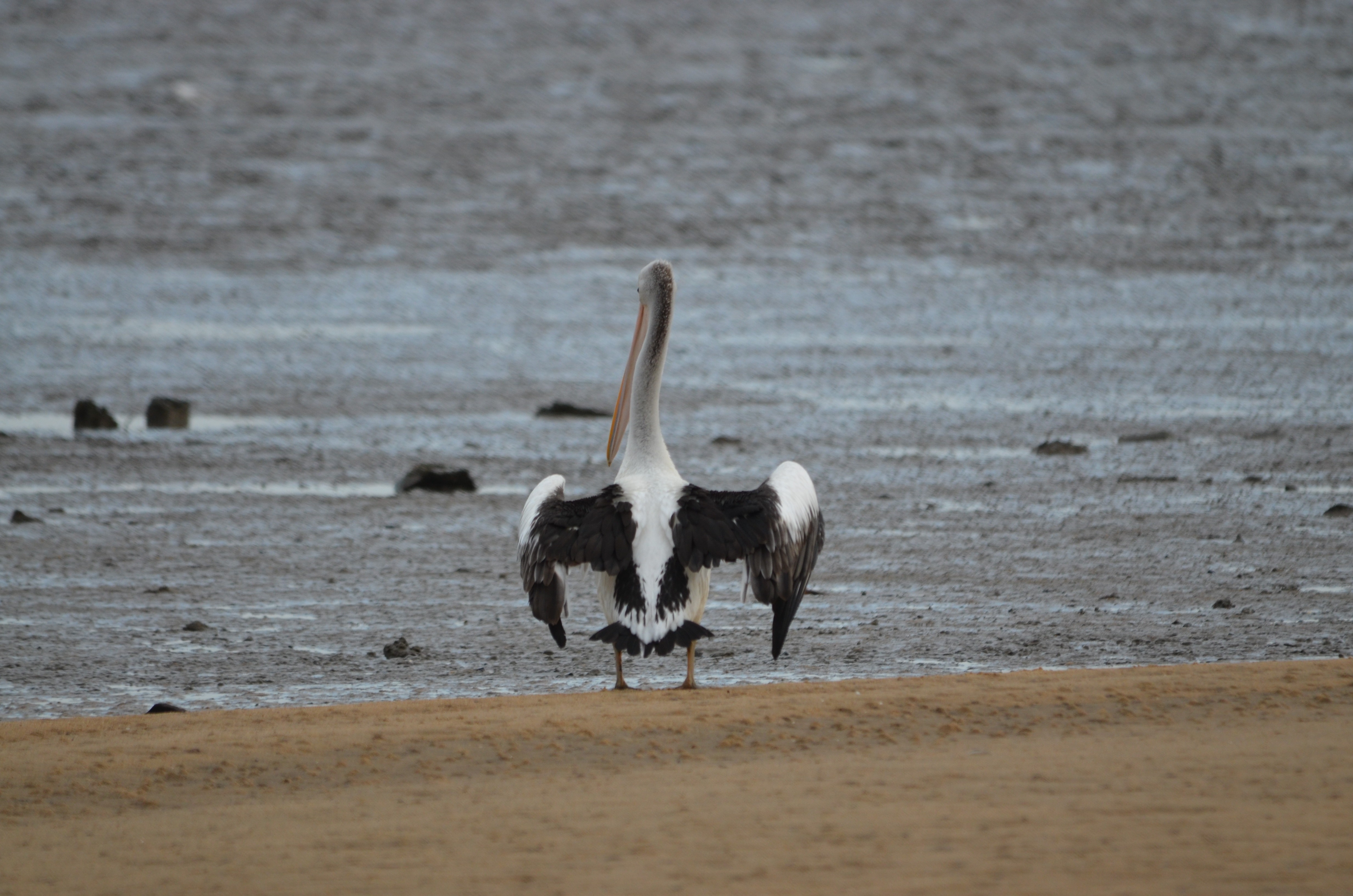 white and black pelican