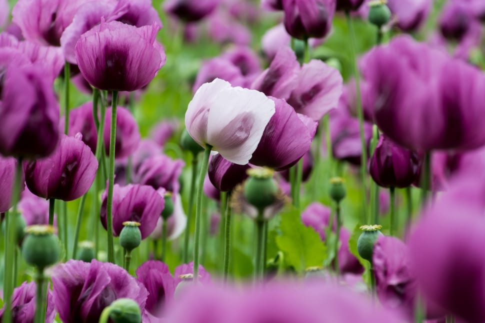 Poppy, Poppies, Violet, Nature, flower, purple preview
