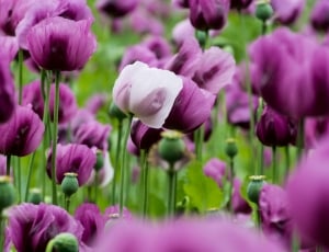 Poppy, Poppies, Violet, Nature, flower, purple thumbnail