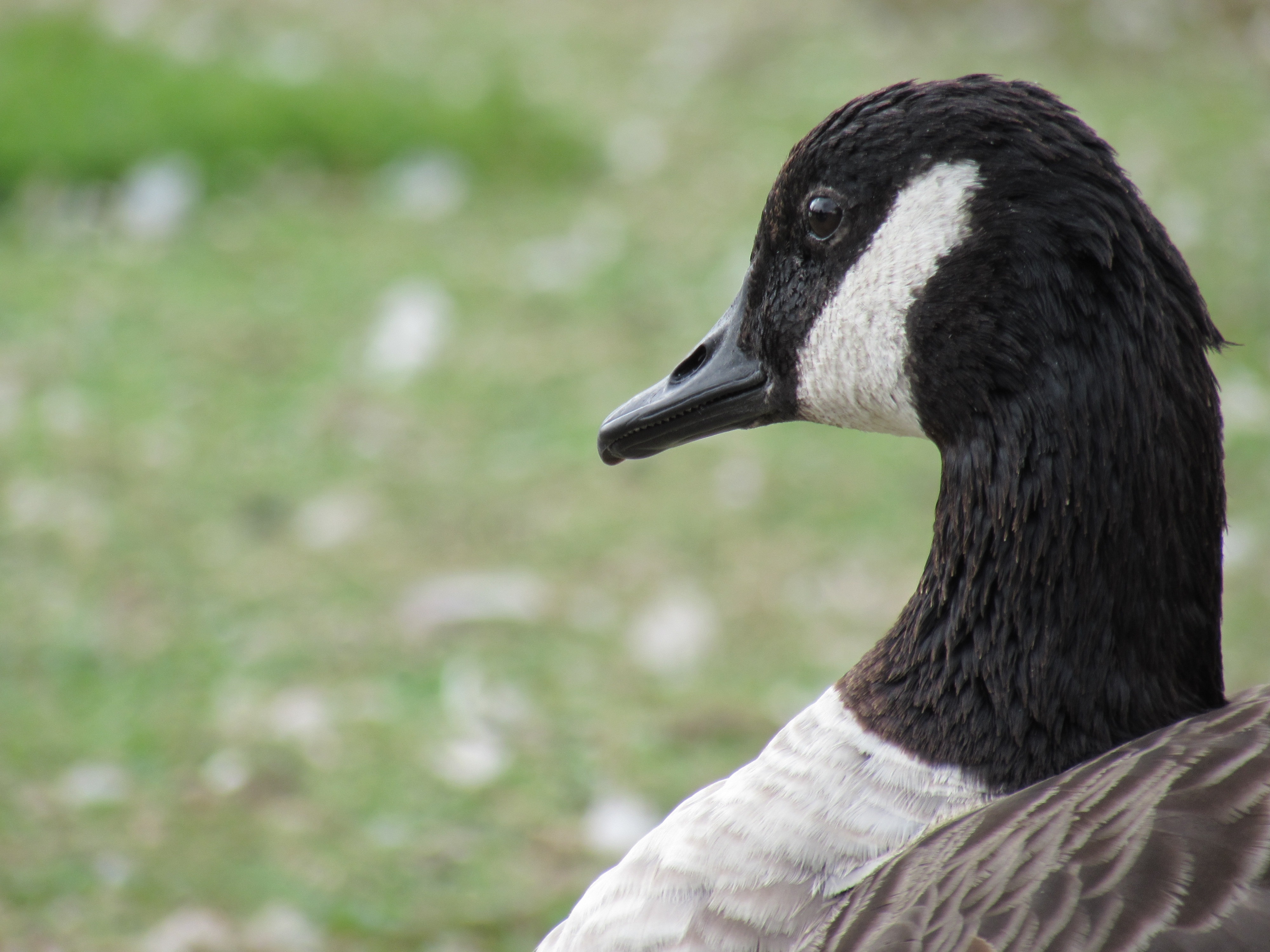 black and white duck