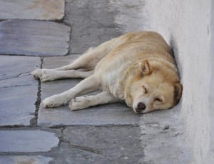 brown short coated dog on gray surface thumbnail