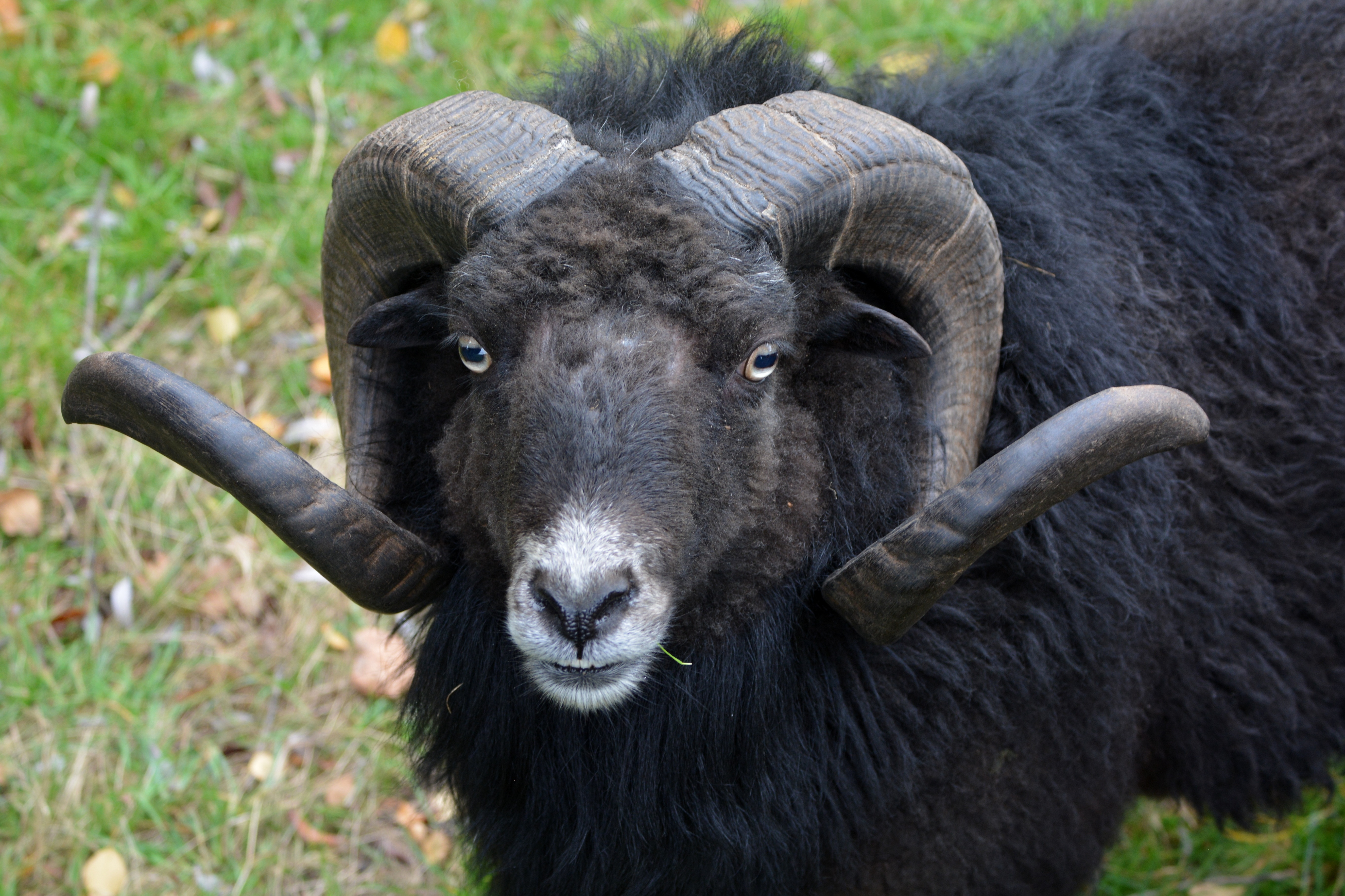 Овцы черного цвета. Сибирский козел черный. Черный баран. Черная овца. Черный баран с рогами.