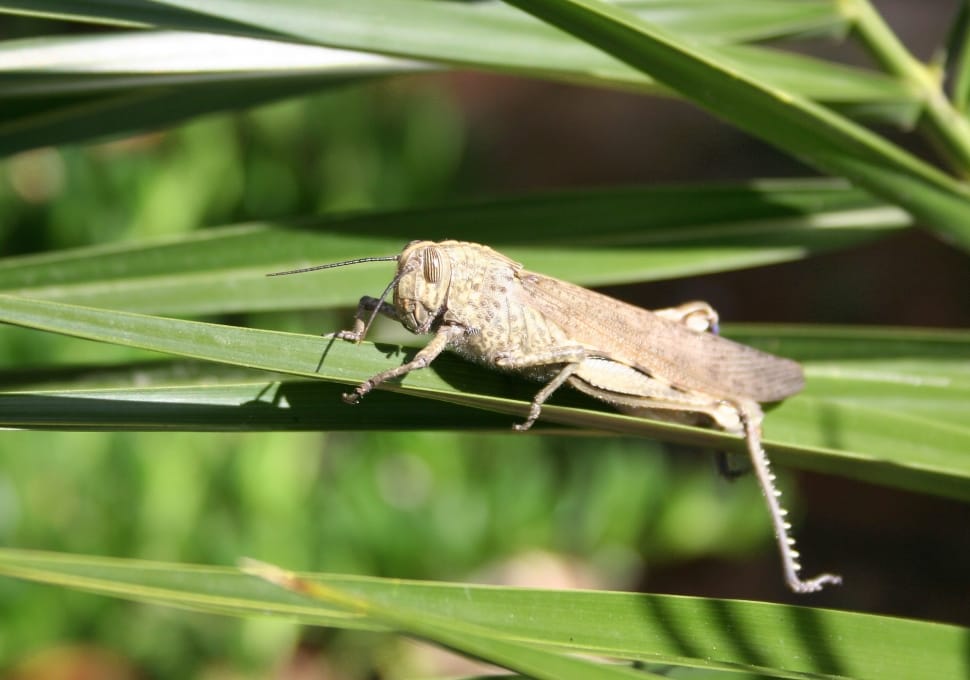 brown grasshopper preview