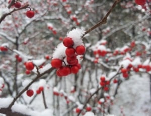 red berries covered with snowflakes close up focus photography thumbnail
