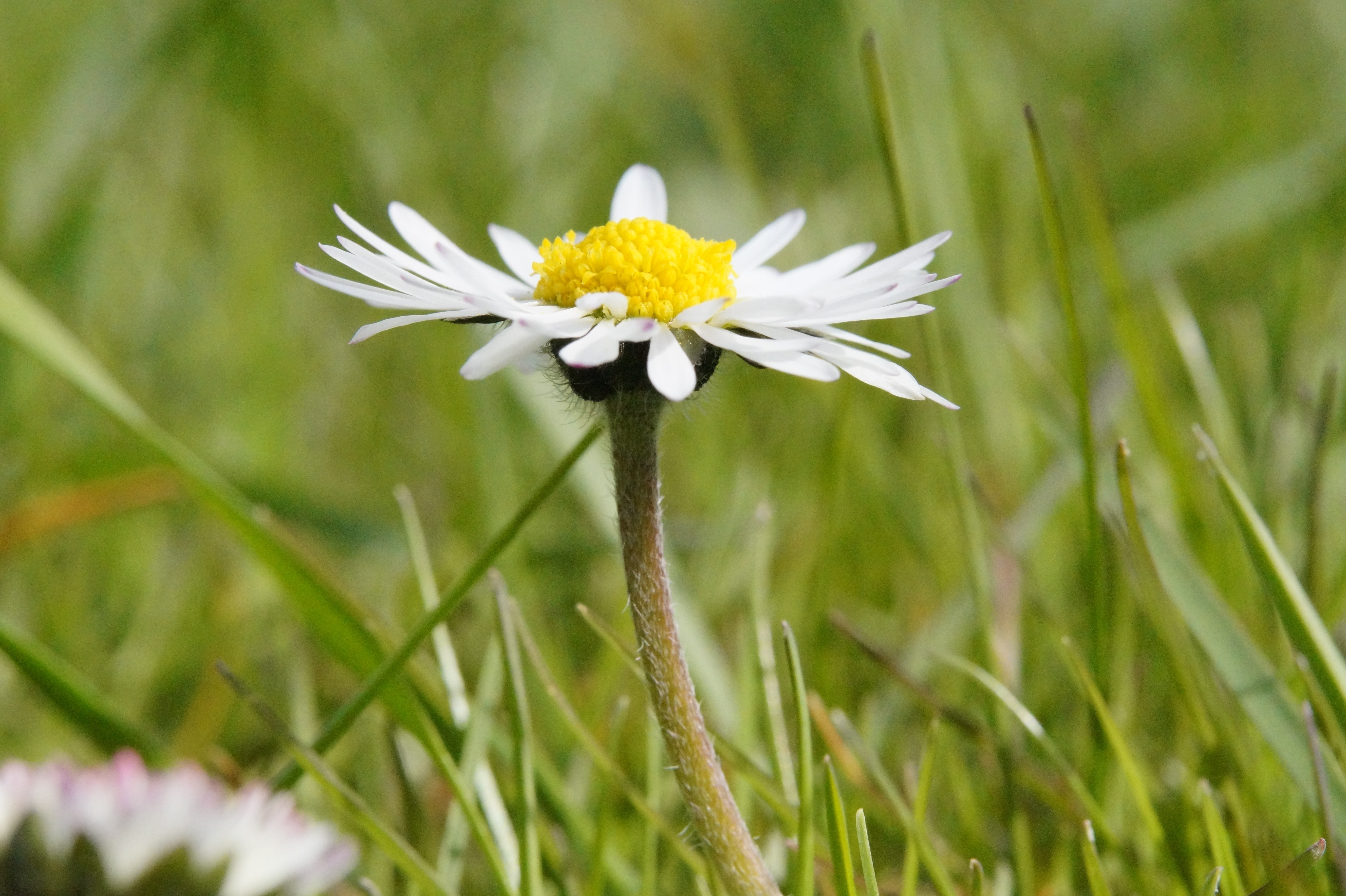 daisy flower