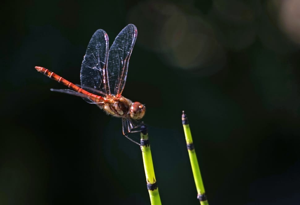 Insect, Halm, Dragonfly, Wing, insect, one animal preview