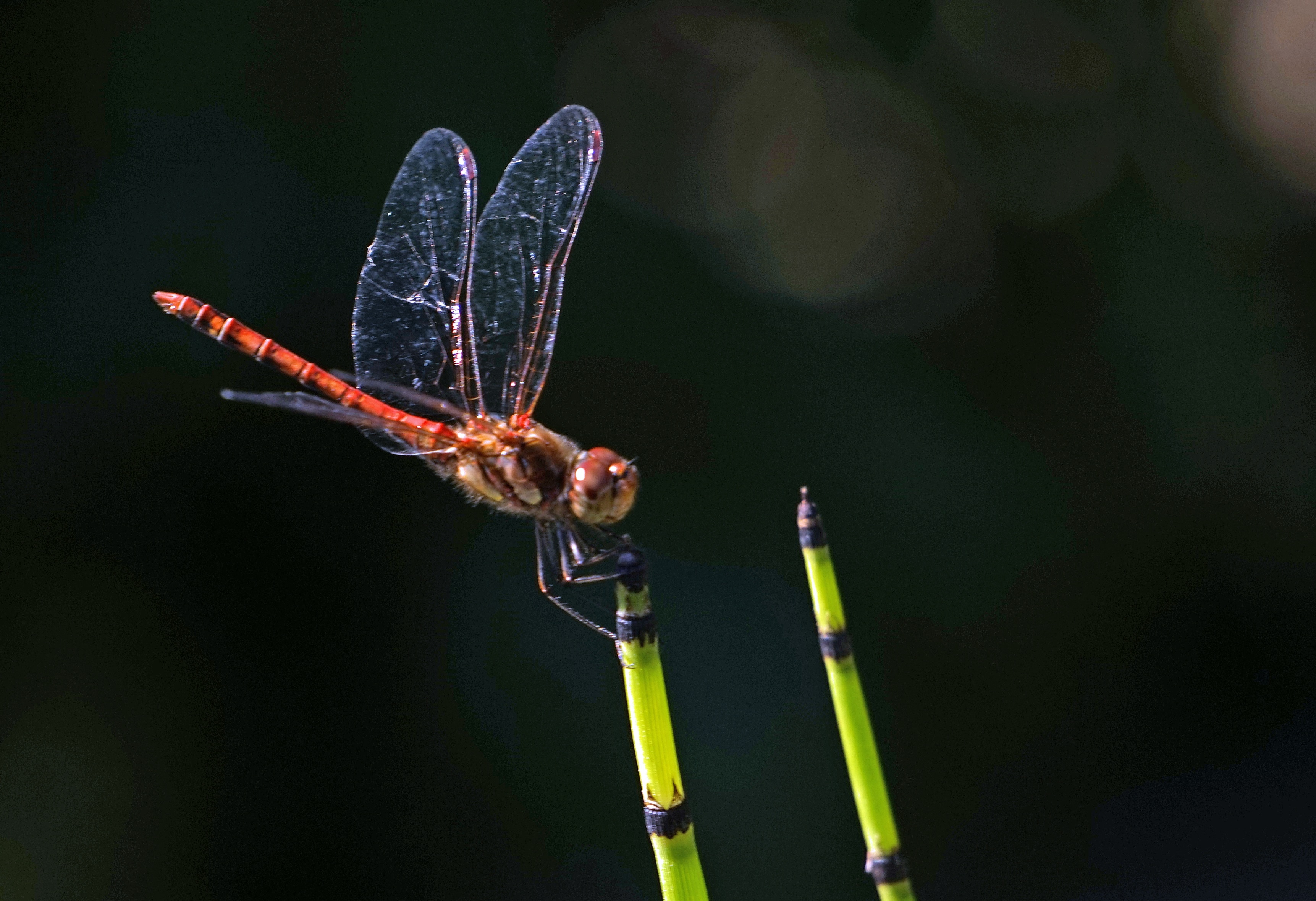 Insect, Halm, Dragonfly, Wing, insect, one animal