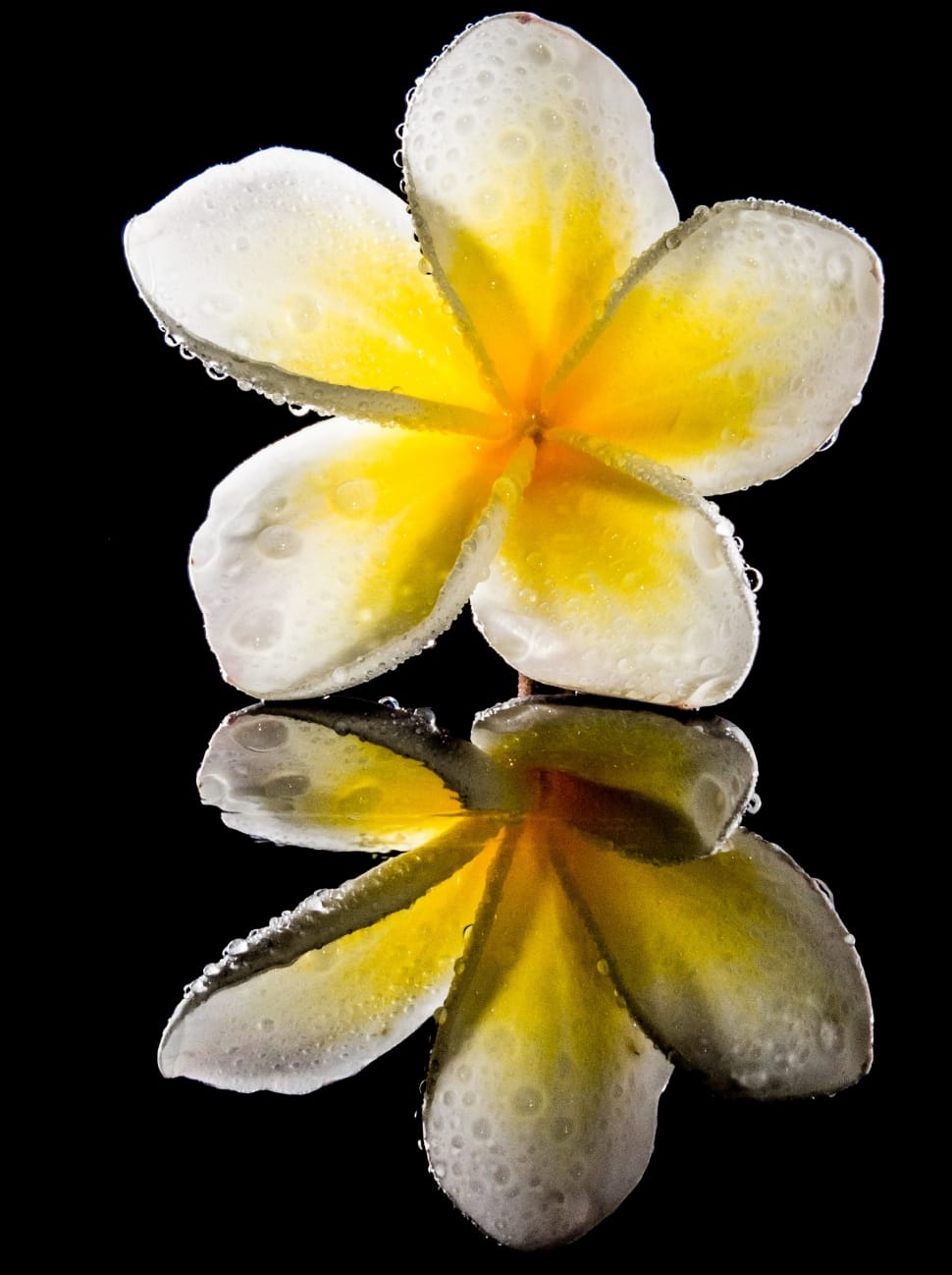 close-up reflective photography of white and yellow flower preview