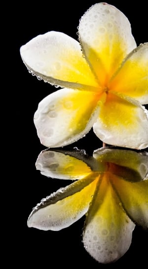 close-up reflective photography of white and yellow flower thumbnail