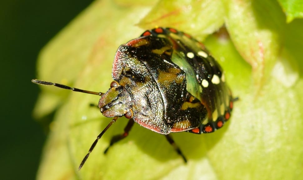 Nezara, Viridula, Hemiptera, Young, Bug, one animal, animal themes preview
