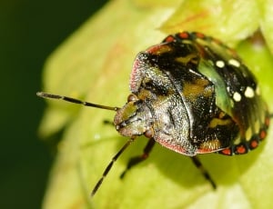 Nezara, Viridula, Hemiptera, Young, Bug, one animal, animal themes thumbnail