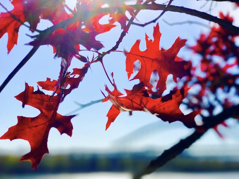 red maple leaf on sunny day preview