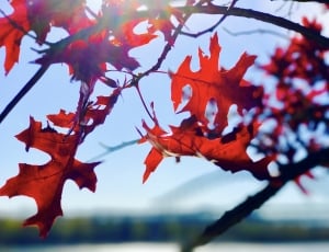 red maple leaf on sunny day thumbnail