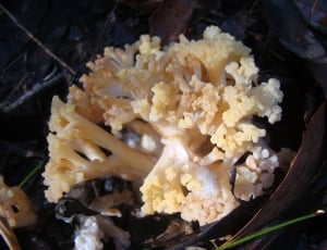 white clustered mushroom thumbnail
