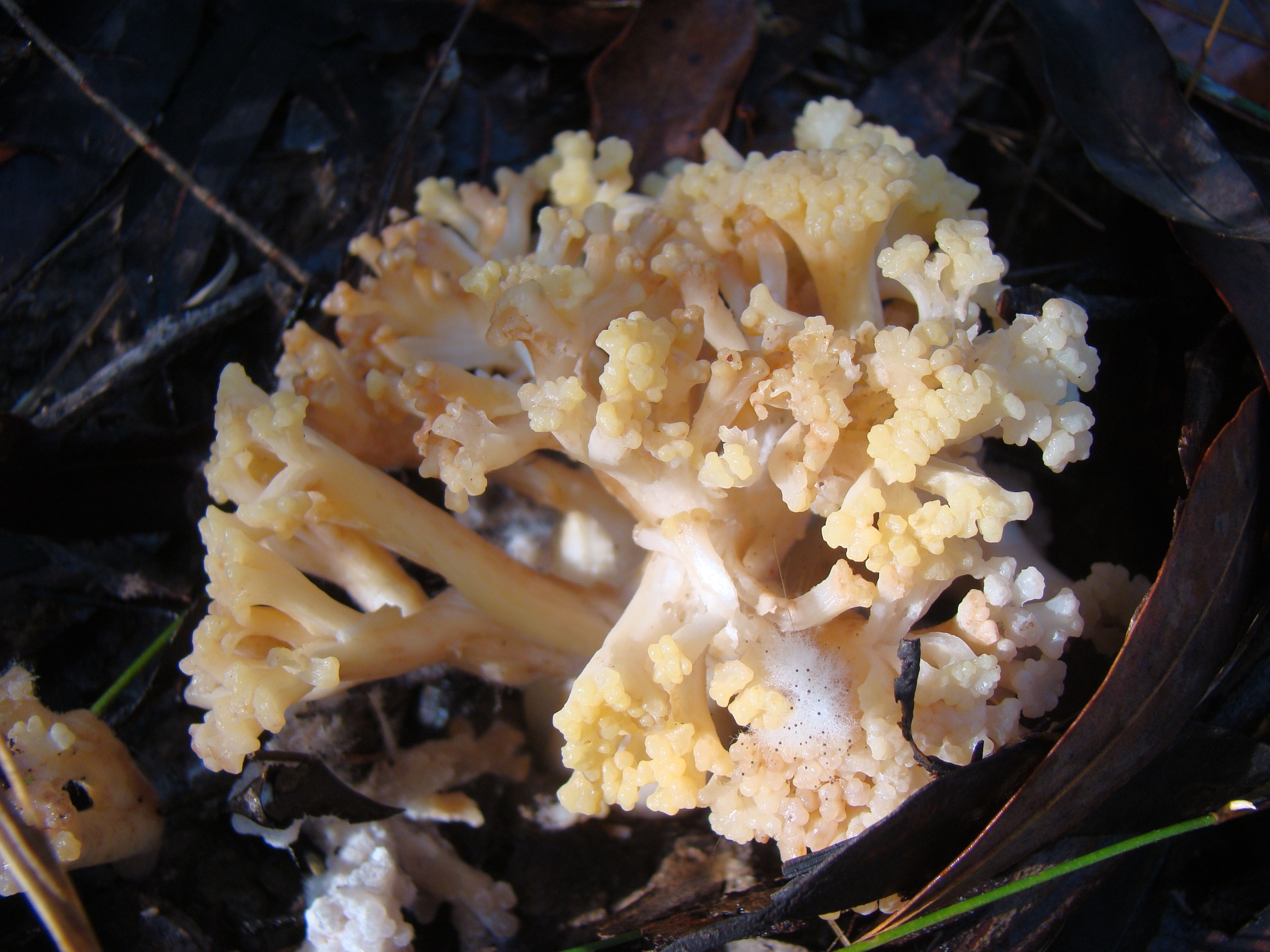 white clustered mushroom