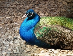 blue,brown,and green peacock thumbnail