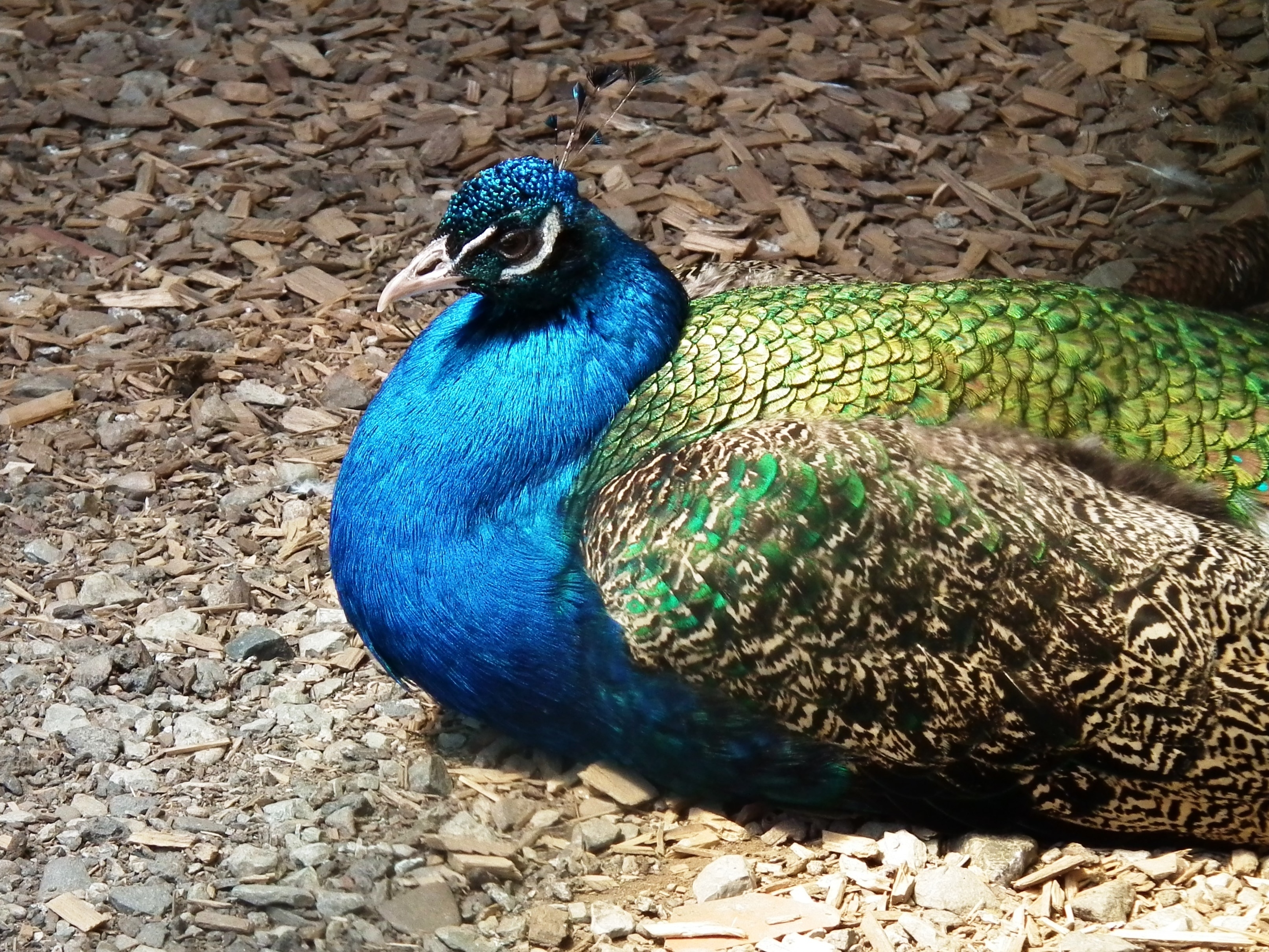 blue,brown,and green peacock