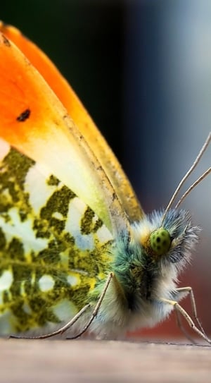 orange black and white butterfly closeup photo thumbnail