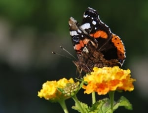 red admiral butterfly and yellow flowers thumbnail