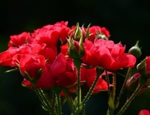 shallow photo of red flower thumbnail