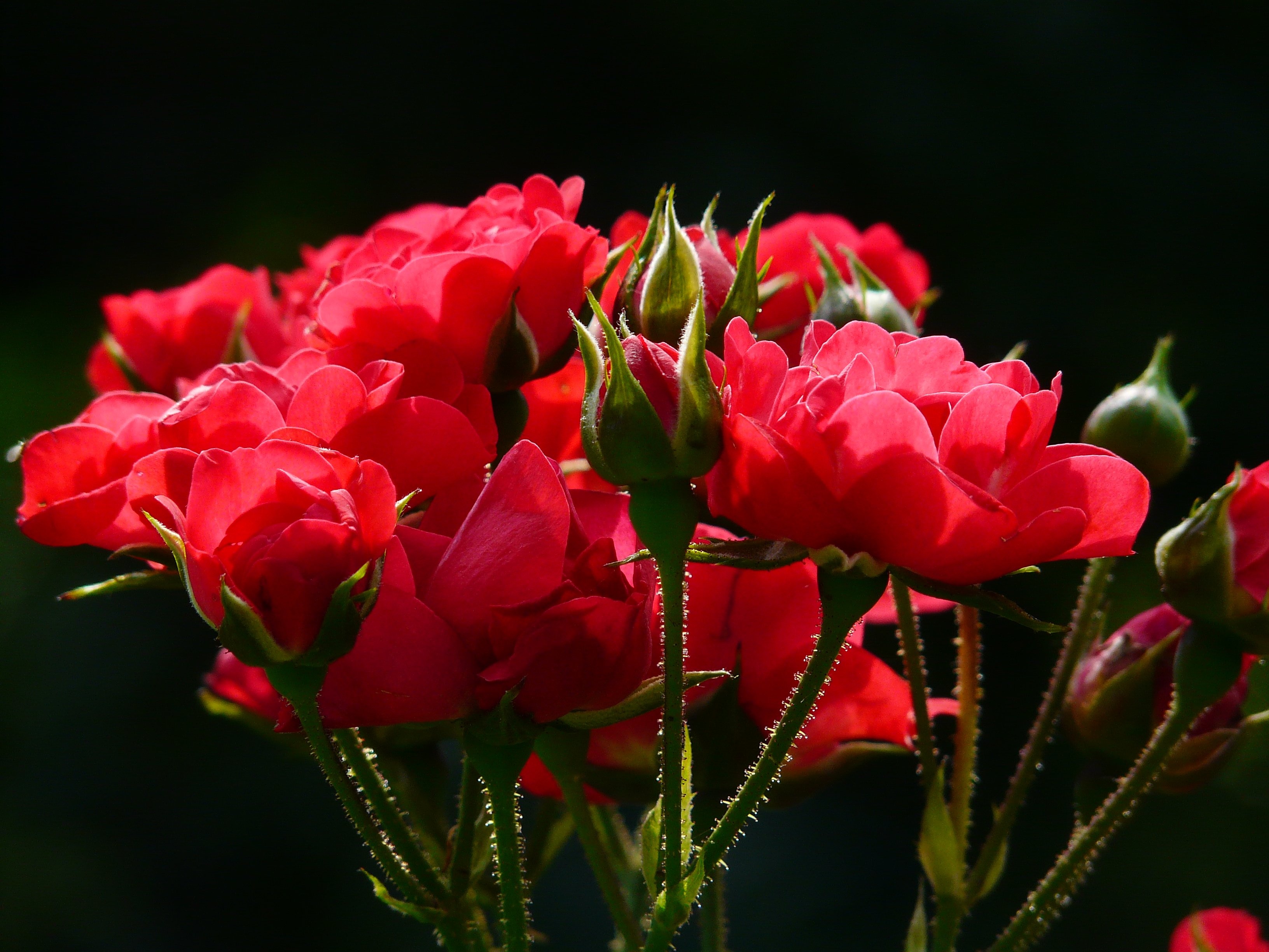 shallow photo of red flower