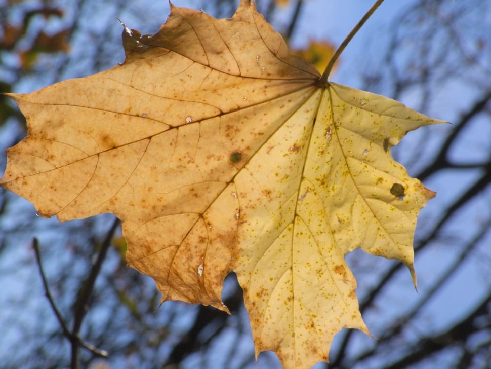 brown leaf in closeup photography preview