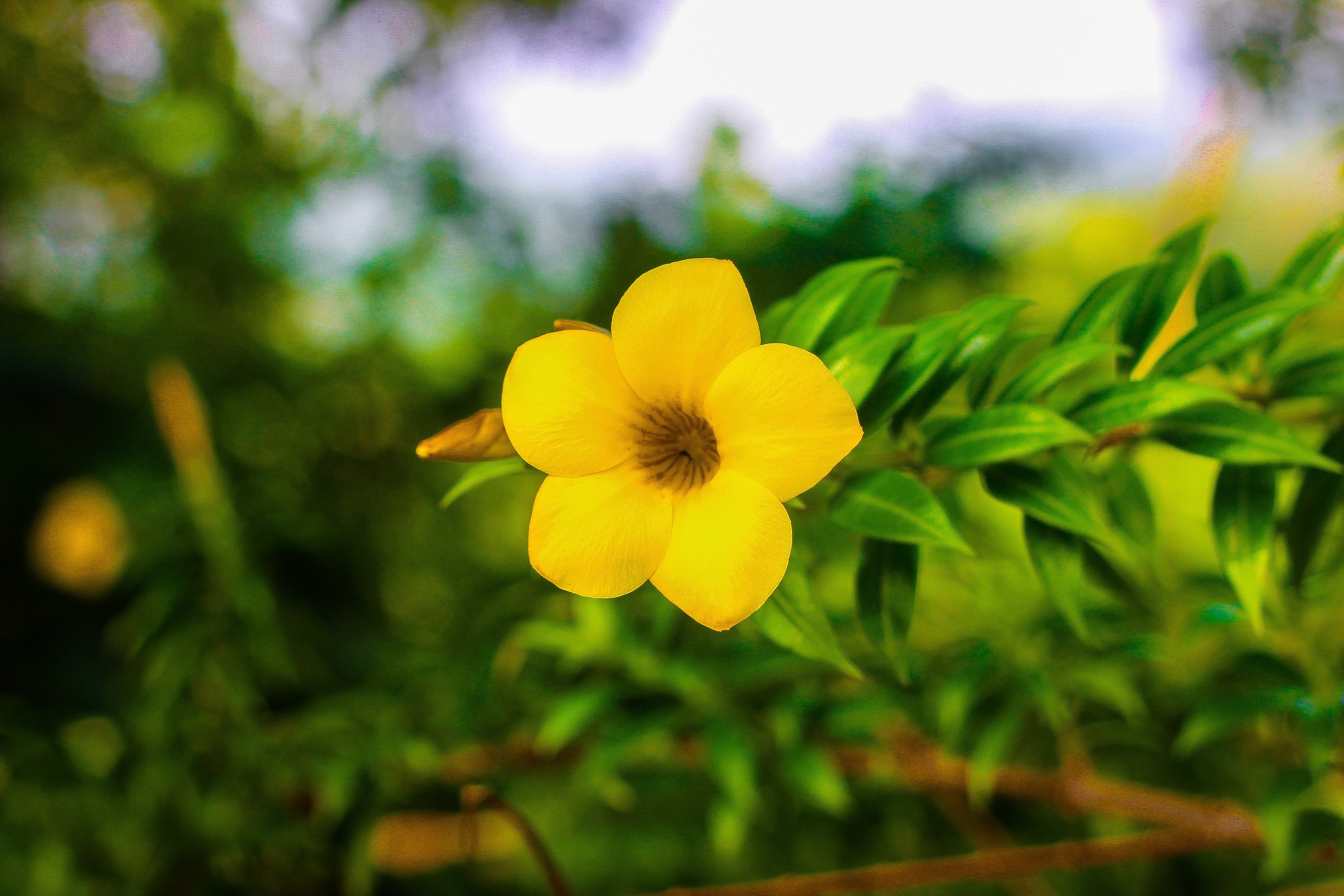 yellow flower