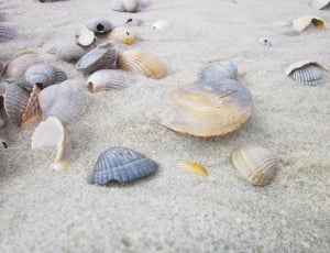 seashell and sand lot thumbnail