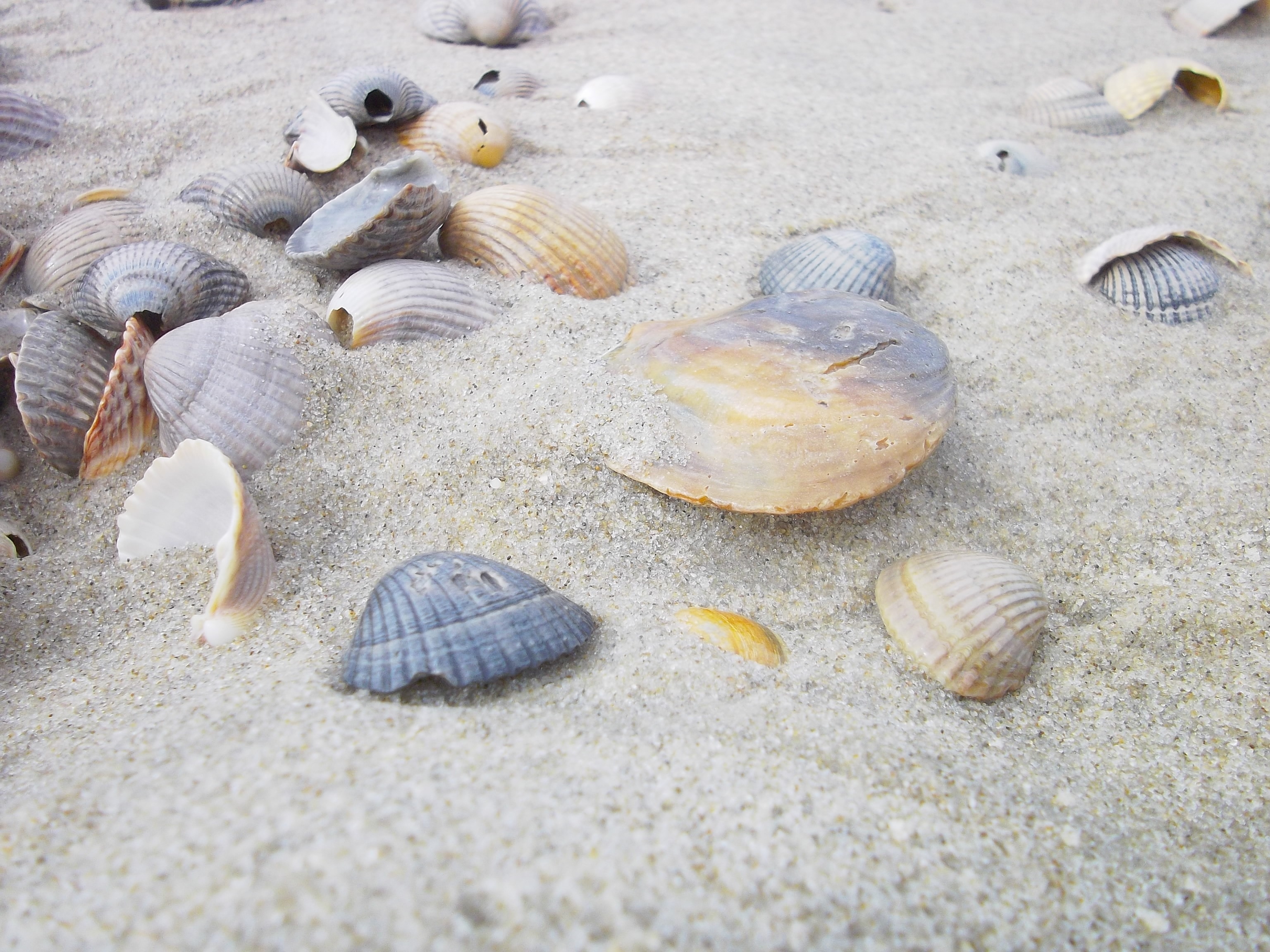 seashell and sand lot