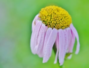 pink and yellow multi petaled flower thumbnail