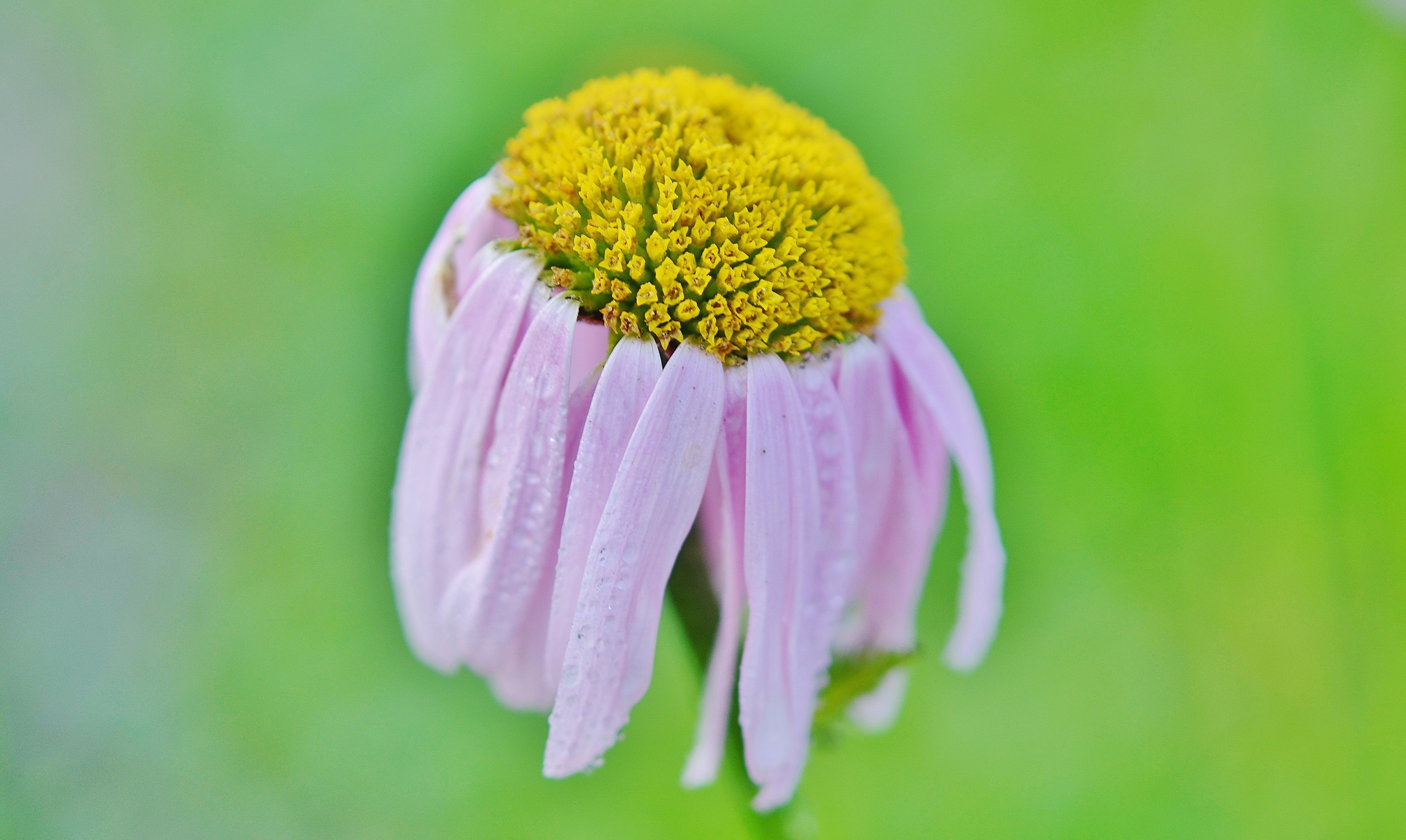 pink and yellow multi petaled flower