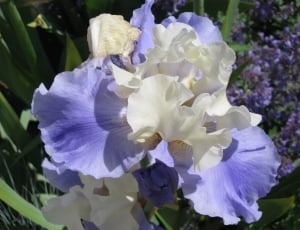 white and purple petal flower thumbnail